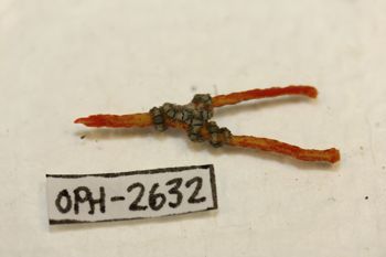 Media type: image;   Invertebrate Zoology OPH-2632 Description: Preserved specimen.;